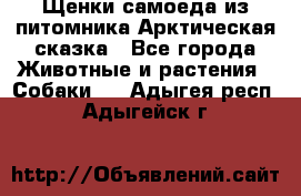Щенки самоеда из питомника Арктическая сказка - Все города Животные и растения » Собаки   . Адыгея респ.,Адыгейск г.